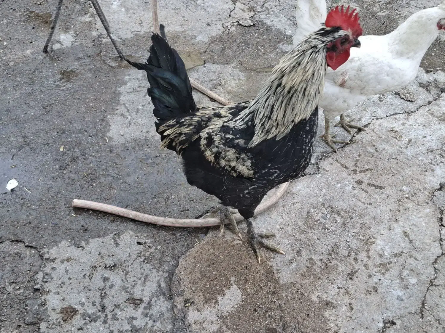 خروس|حیوانات مزرعه|نورآباد, |دیوار