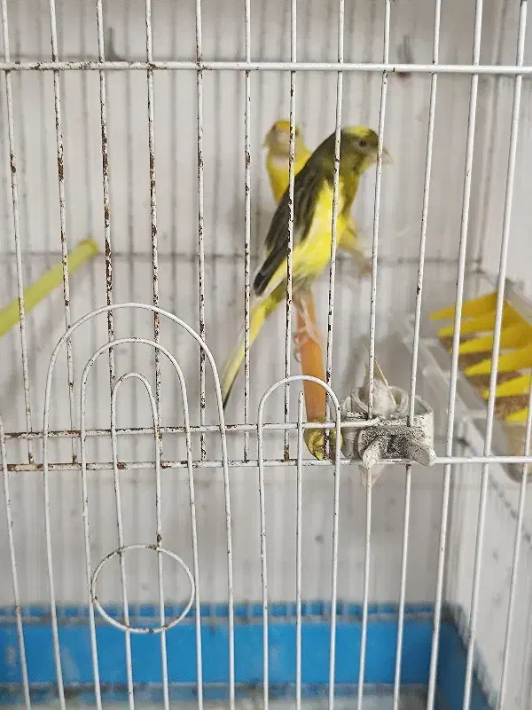 تعدادی قناری|پرنده|رشت, منظریه|دیوار