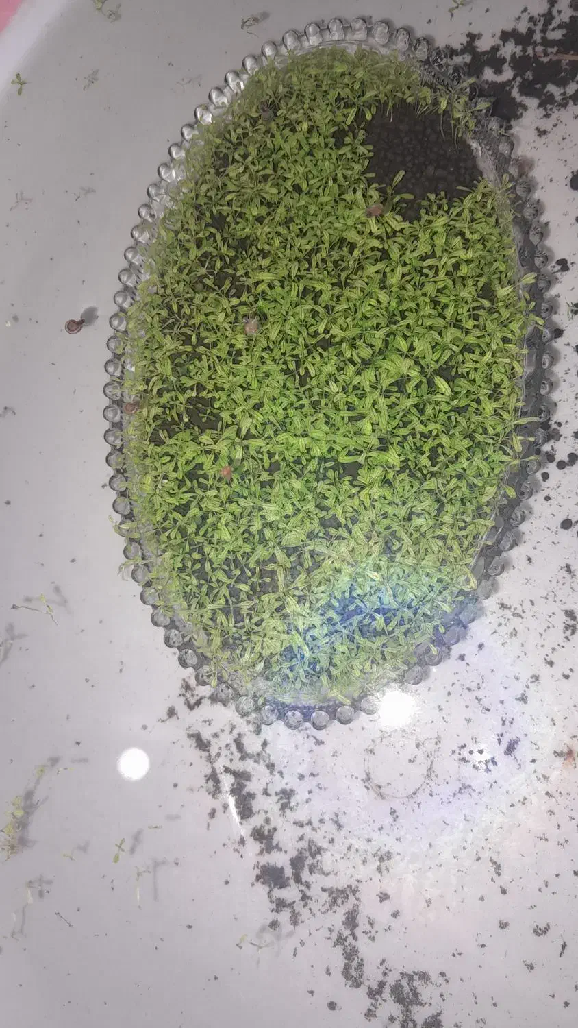 گیاه اکواریومی|ماهی|چابهار, |دیوار