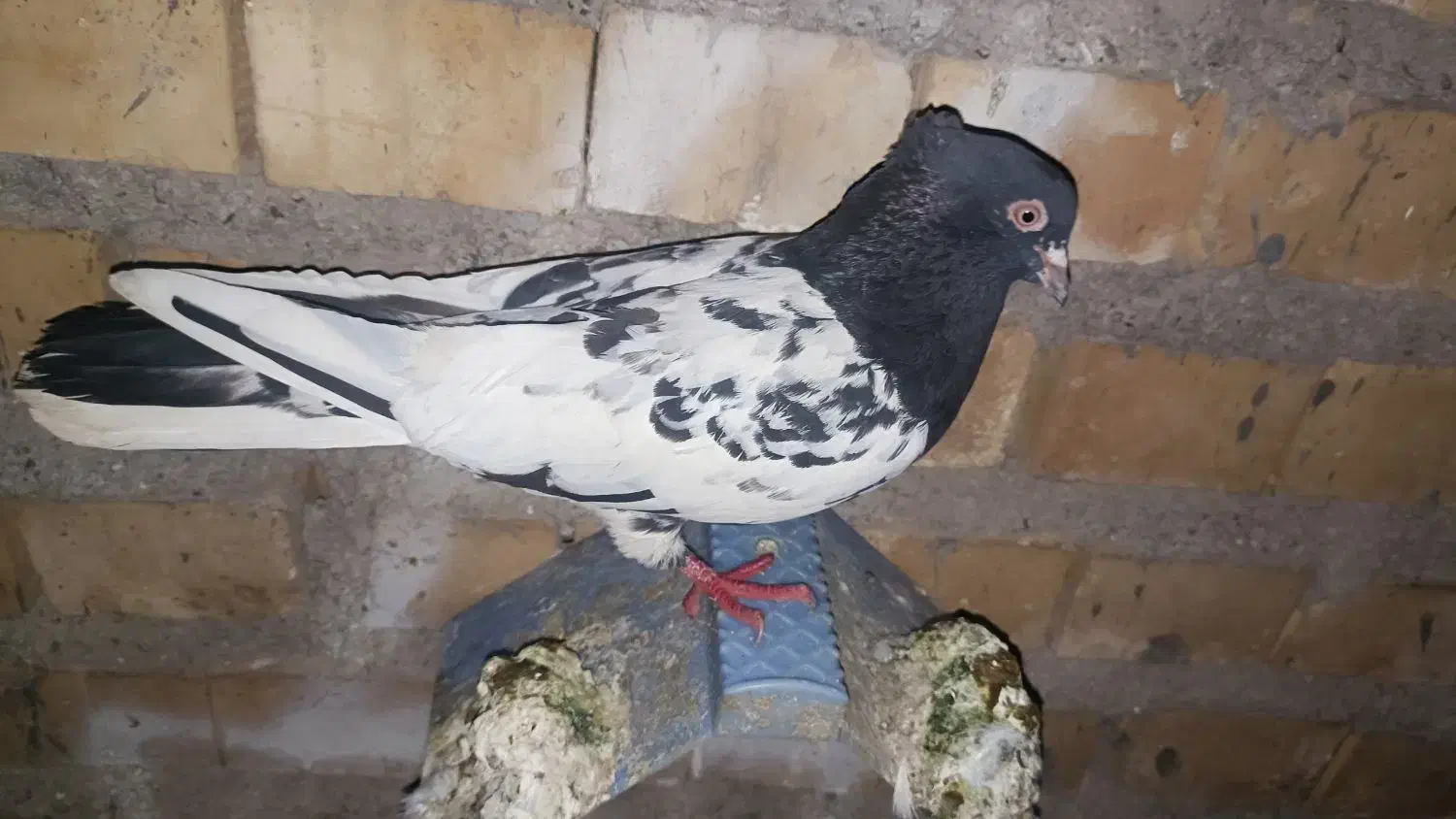 کبوتر دومی|پرنده|معمولان, |دیوار