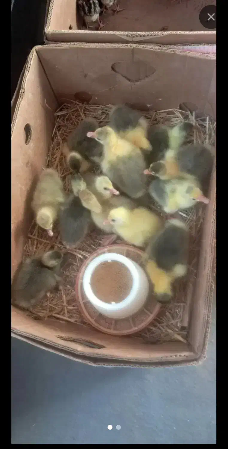 فروش تخم نطفه دار غاز و جوجه غاز و بوقلمون|حیوانات مزرعه|قائم‌شهر, |دیوار