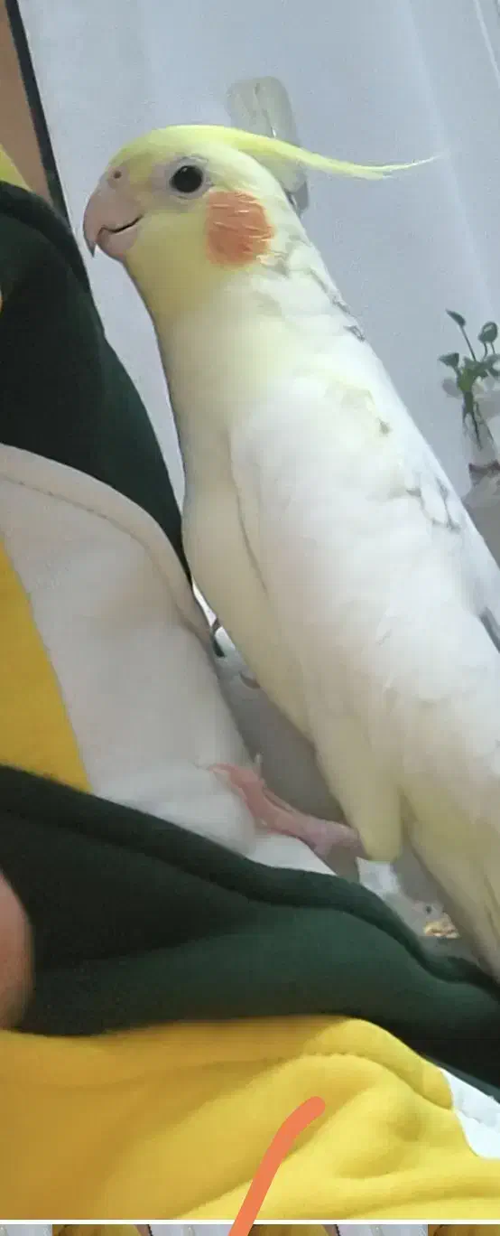 عروس هلندی گمشده|پرنده|شیراز, کوی فرهنگیان|دیوار