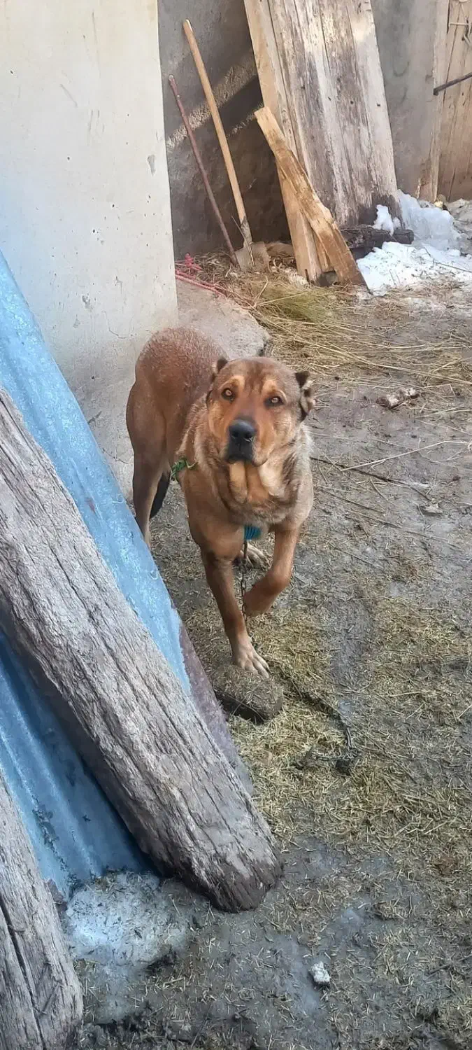 معاوضه...|سگ|میانه, |دیوار