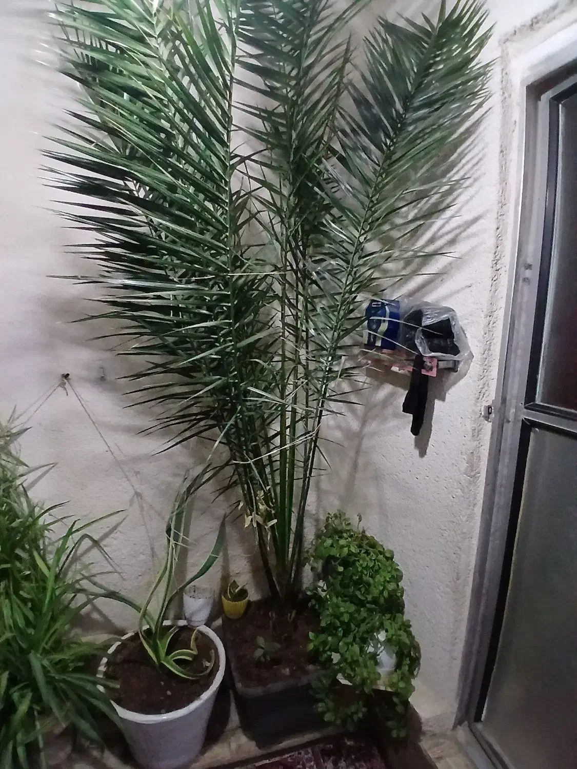 گل خرمائی که ۱۰ ساله است|گل و گیاه طبیعی|آبیک, |دیوار