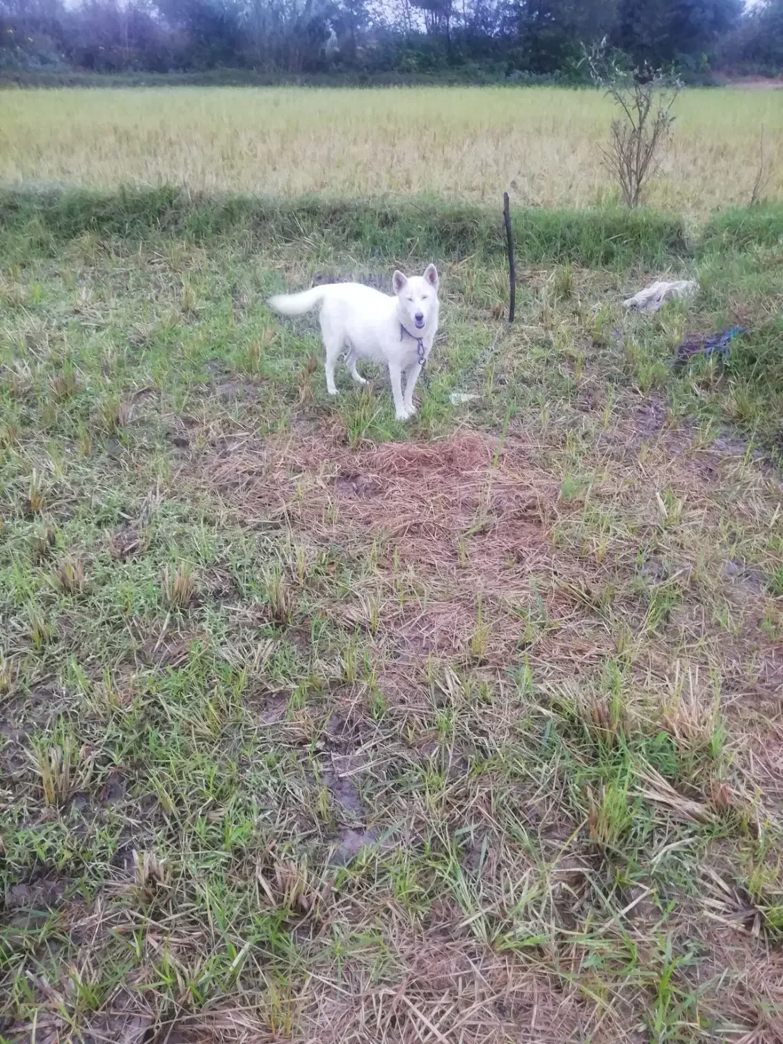 فروش‌سگ‌هاسکی‌دوره‌وتعلیم‌دیده|سگ|رحیم‌آباد, |دیوار