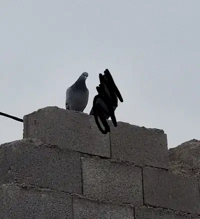 گمشده|حیوانات|مرودشت, رامجرد یک|دیوار