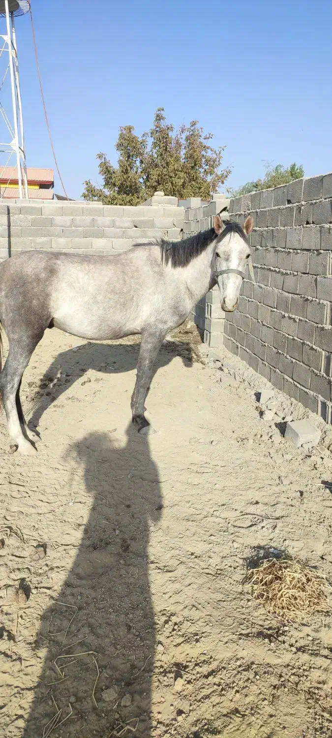 نریون ترکمن. کرد 3 ساله|اسب و تجهیزات اسب‌سواری|هشتگرد, تهران دشت|دیوار