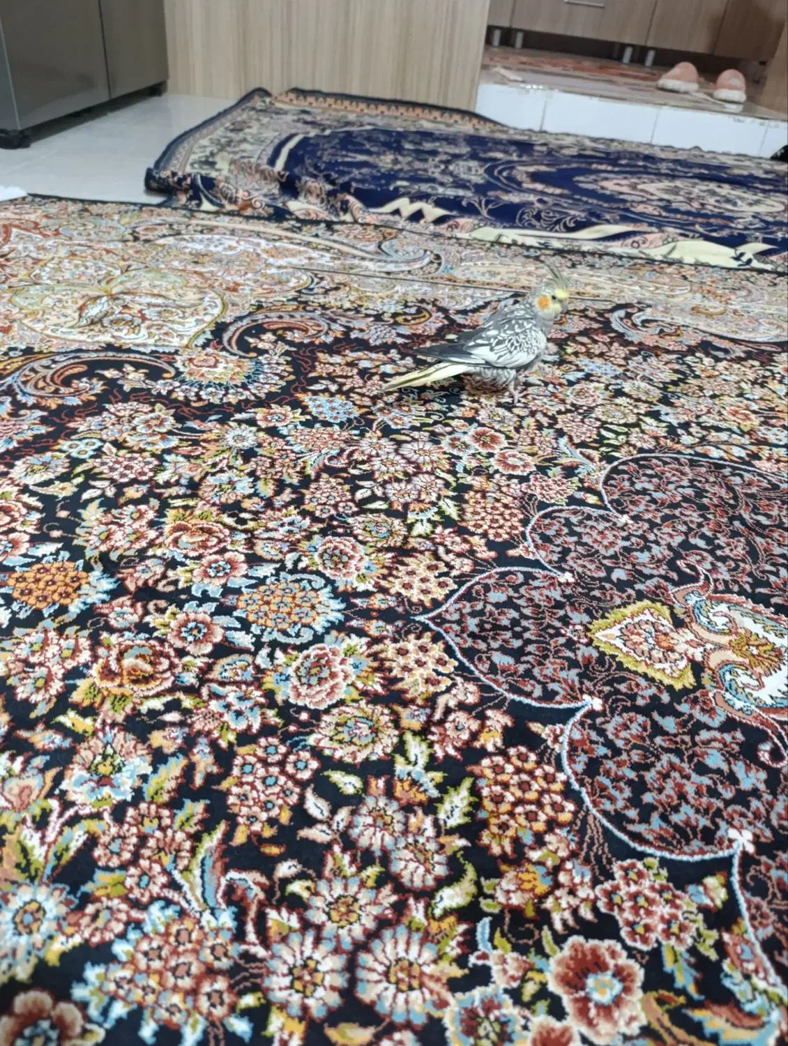 یک عدد عروس هلندی دستی رام بازی کوش|پرنده|قدس, شهرقدس|دیوار