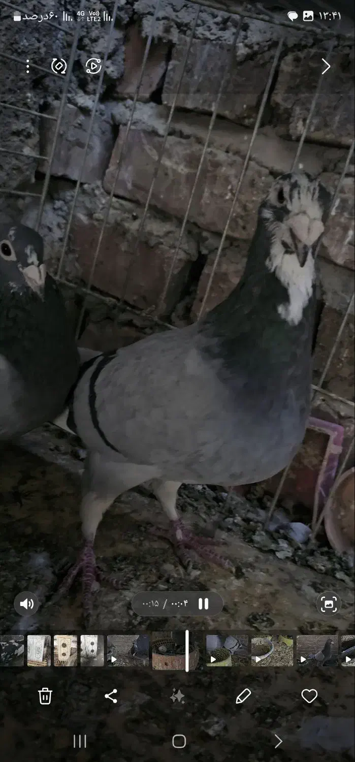 نروماده پلاکی|پرنده|خاش, |دیوار