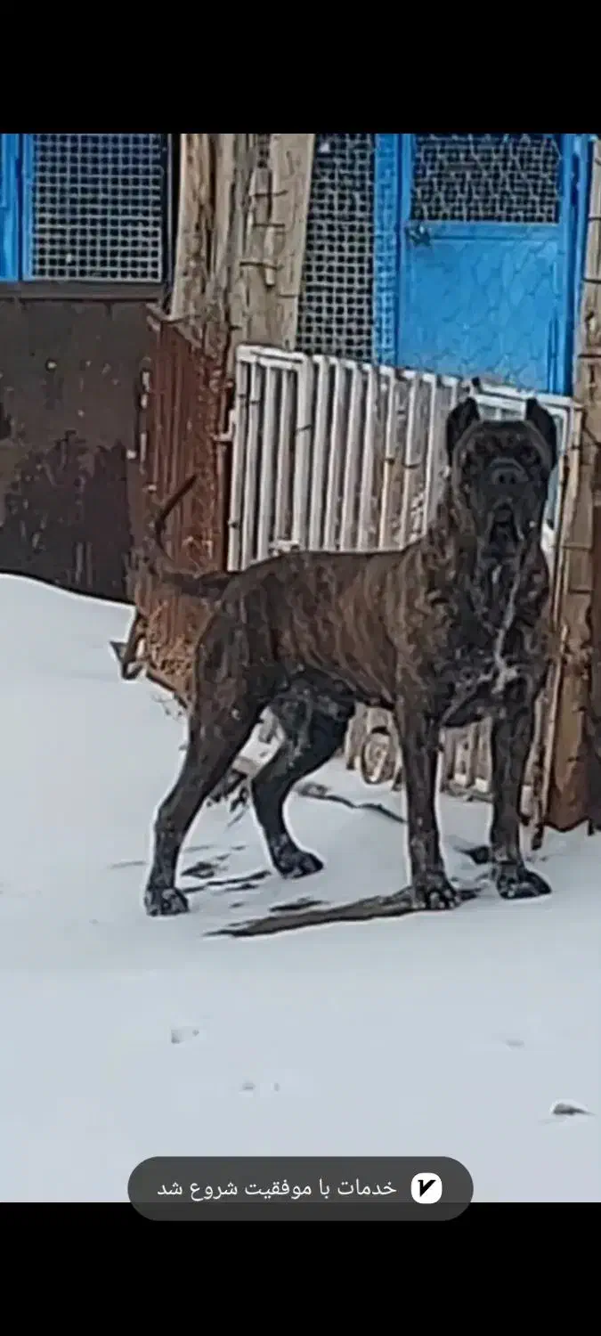 توله اصیل کنکورسو ایتالیانو|سگ|تهران, زعفرانیه|دیوار