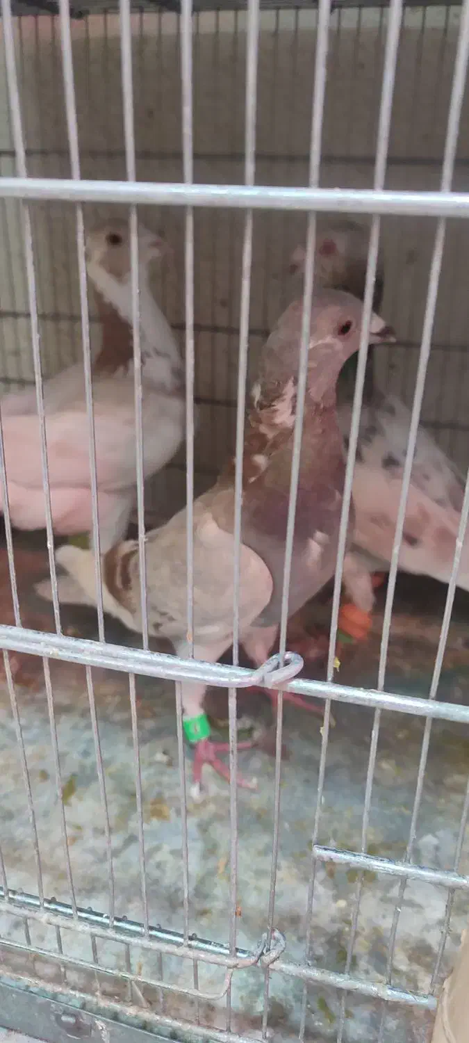 کله هما وابلغ|پرنده|شیروان (خراسان), |دیوار