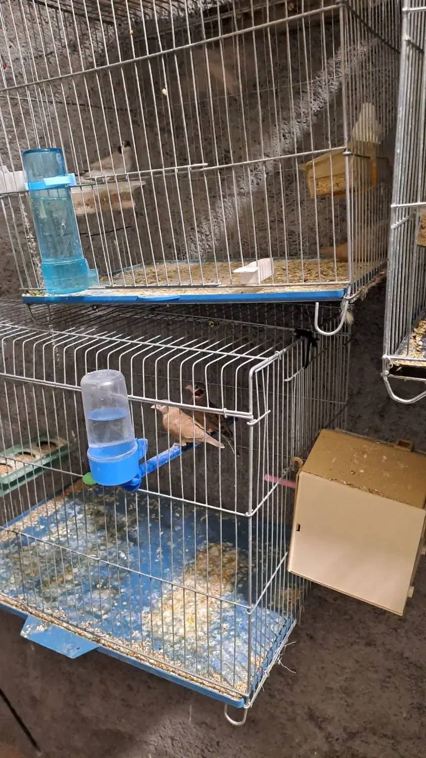 فروشی فنچ مولد|پرنده|جهرم, |دیوار