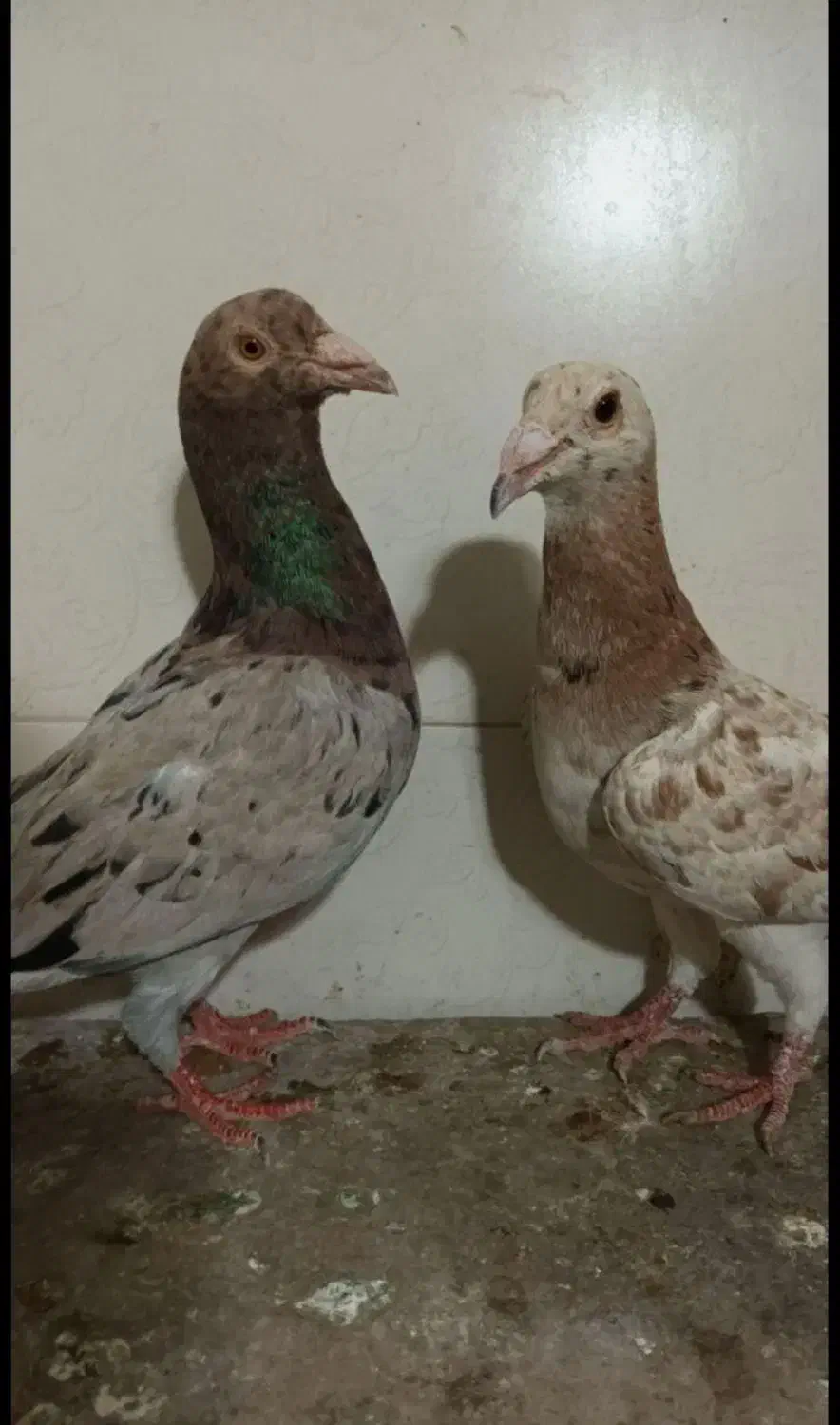 سار سرور نرماده|پرنده|چناران, |دیوار