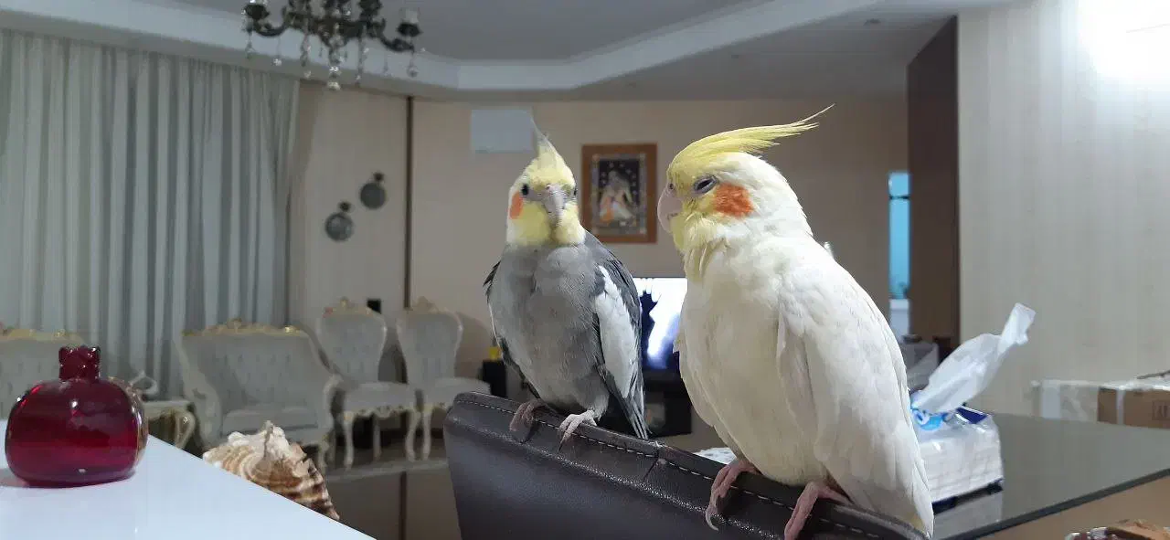 پرنده|پرنده|مشهد, چهارچشمه|دیوار