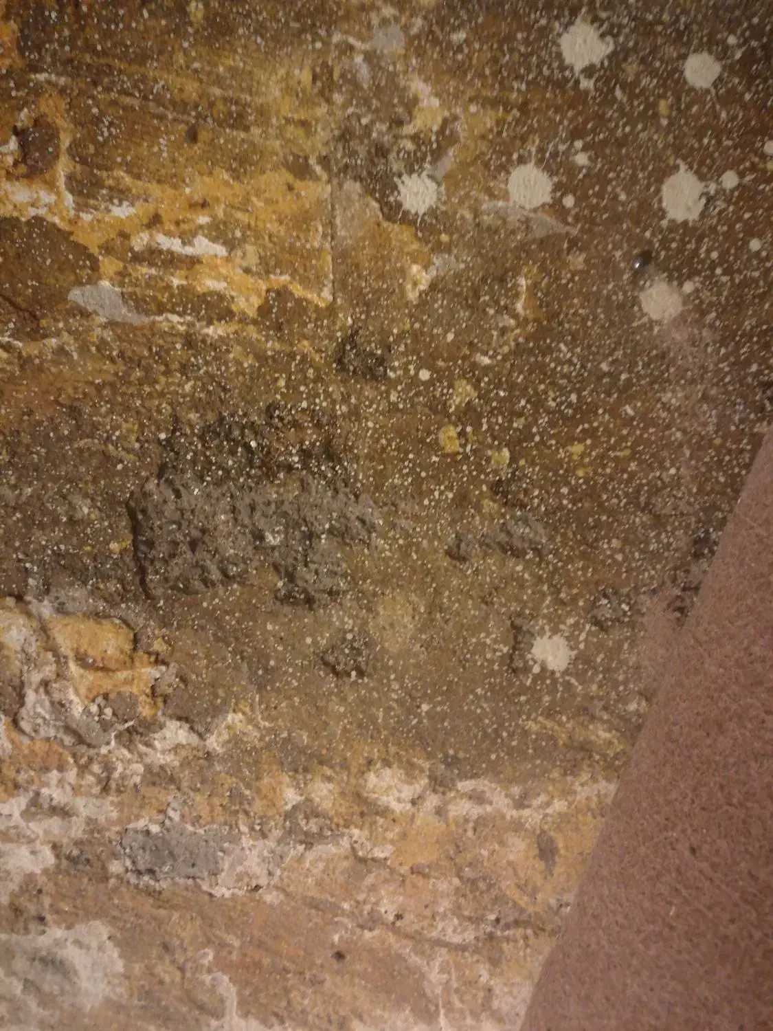 همکف خیابان مصطفی خمینی، کوچه 52|اجارهٔ خانه و ویلا|رفسنجان, |دیوار