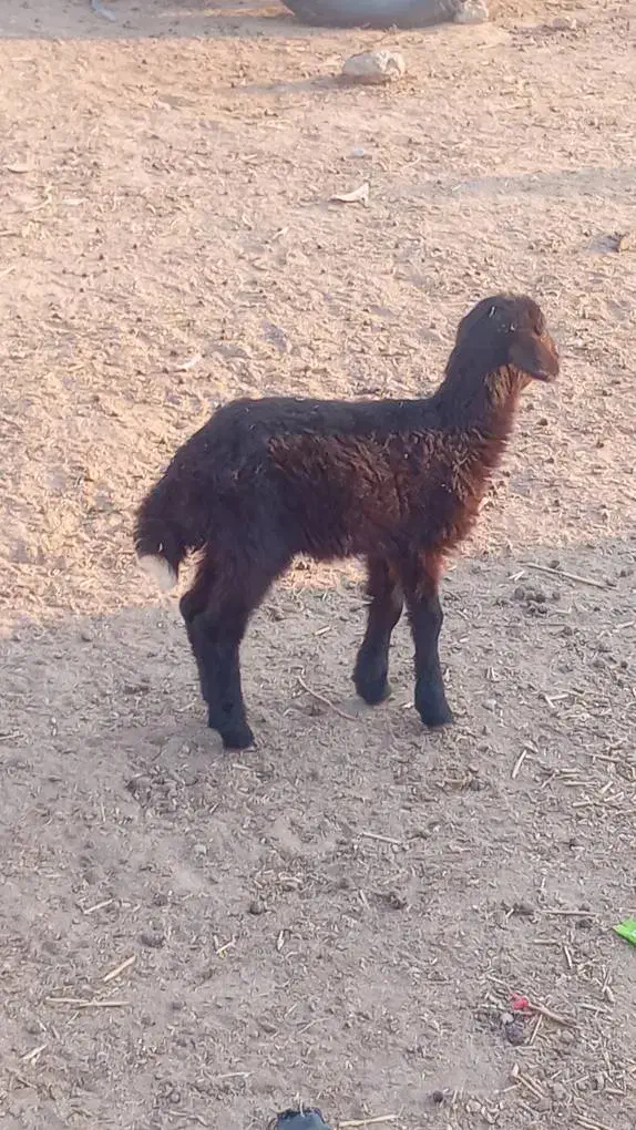 بره شیری|حیوانات مزرعه|گمیشان, |دیوار