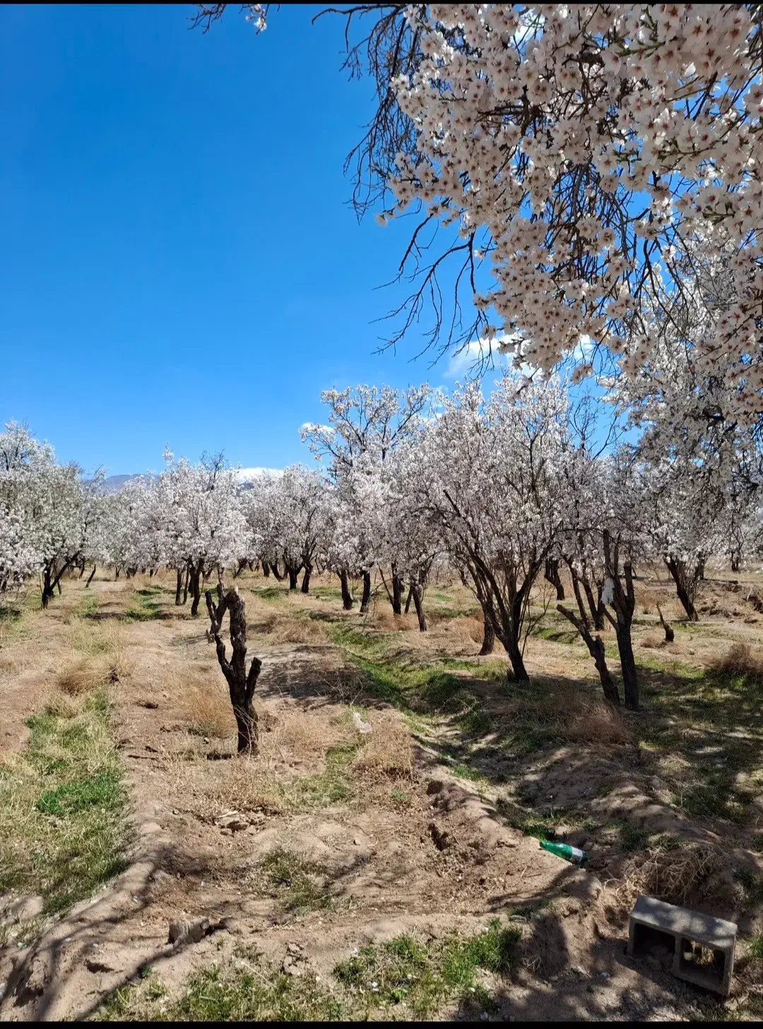 فروش زمین با شرایط ویژه|فروش زمین و ملک کلنگی|تفت, |دیوار