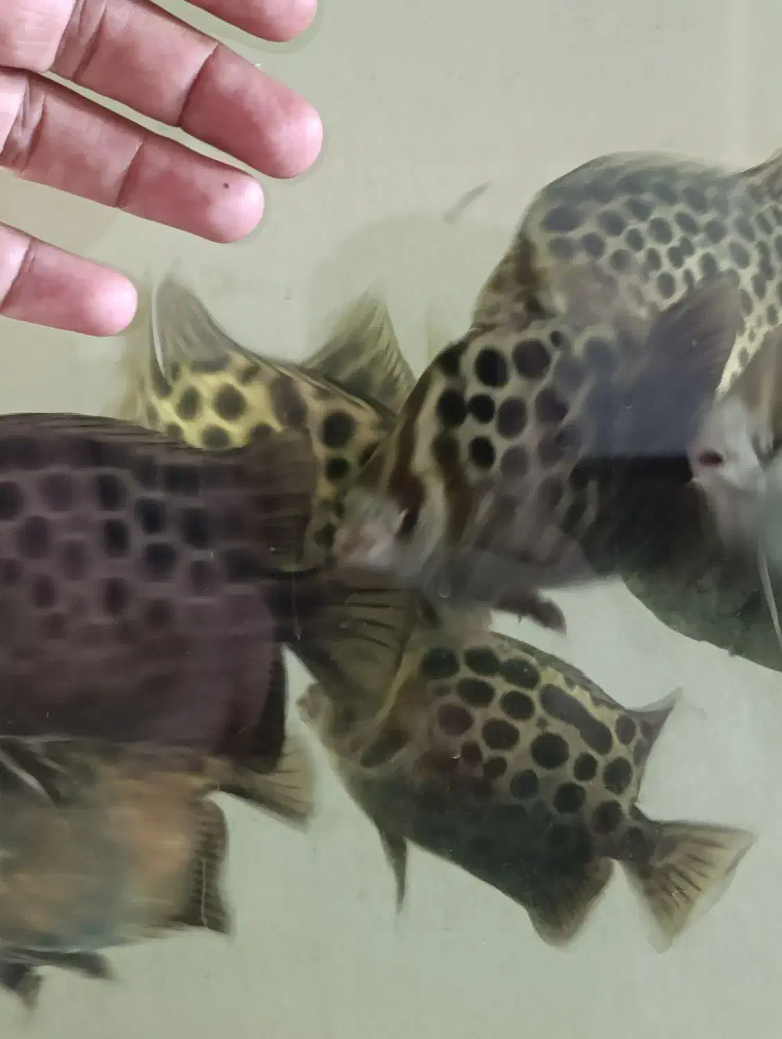 آکواریوم چینی با لوازم و ماهی|ماهی|مشهد, کوی ولیعصر|دیوار