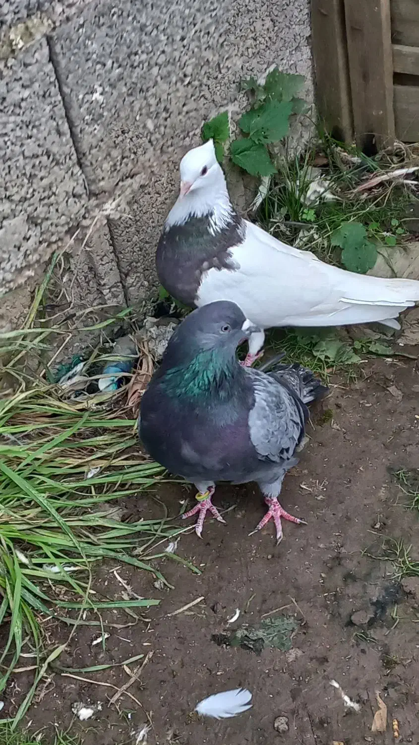 کبوترر|پرنده|شفت, |دیوار