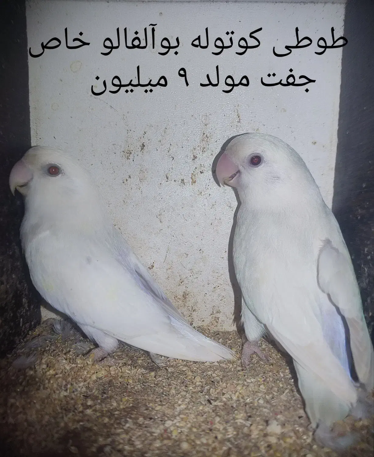 طوطی کوتوله ( برزیلی ) رنگ و نژادهای خاص ..|پرنده|بابل, |دیوار