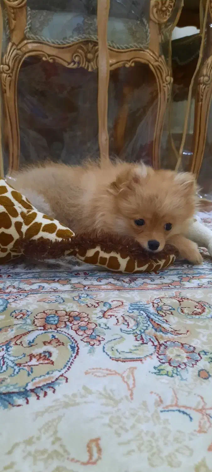 سگ پامرین روباهی ۱۸ میلیون|سگ|شاهینشهر, عطار|دیوار