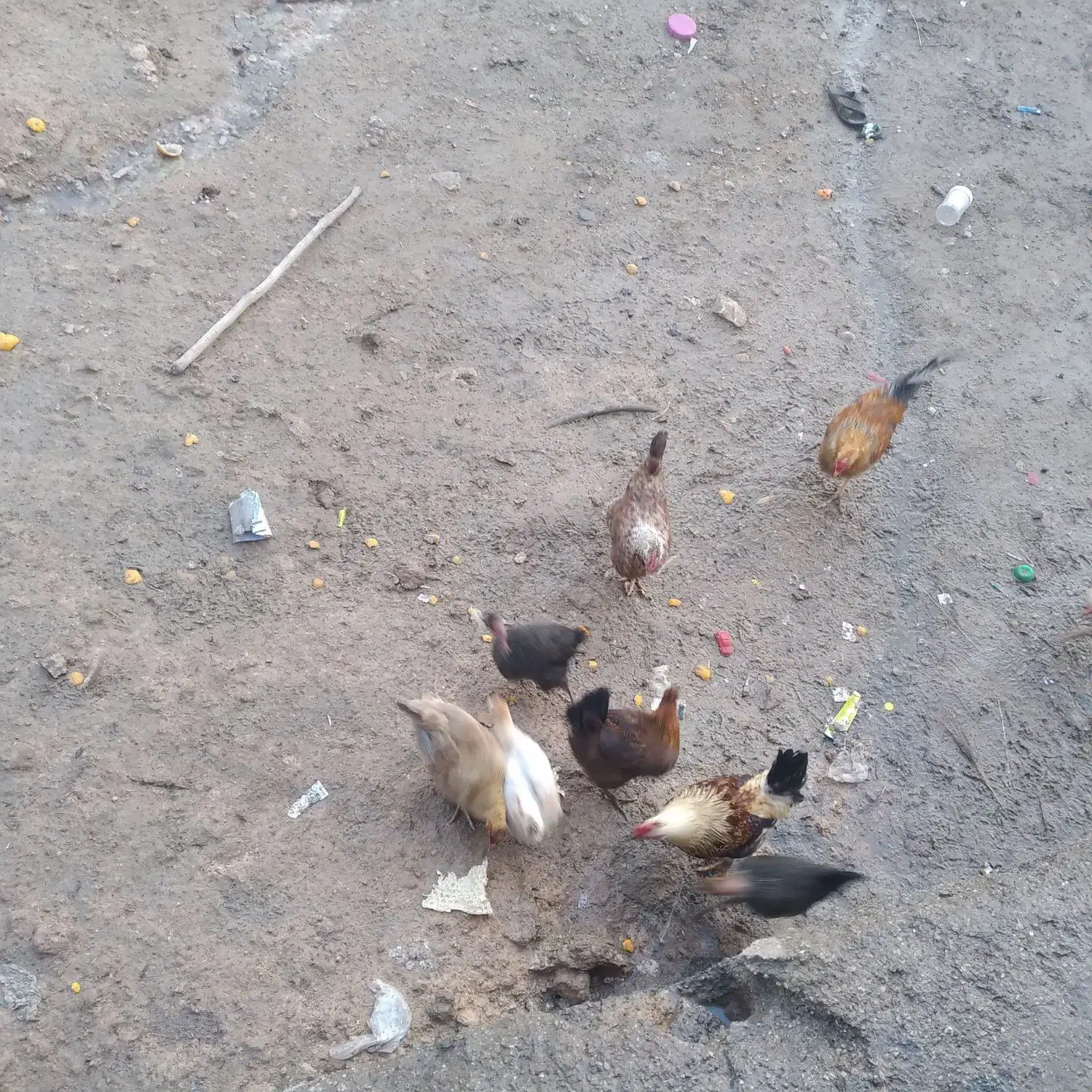 مرغ و غاز|حیوانات مزرعه|کوهدشت, |دیوار