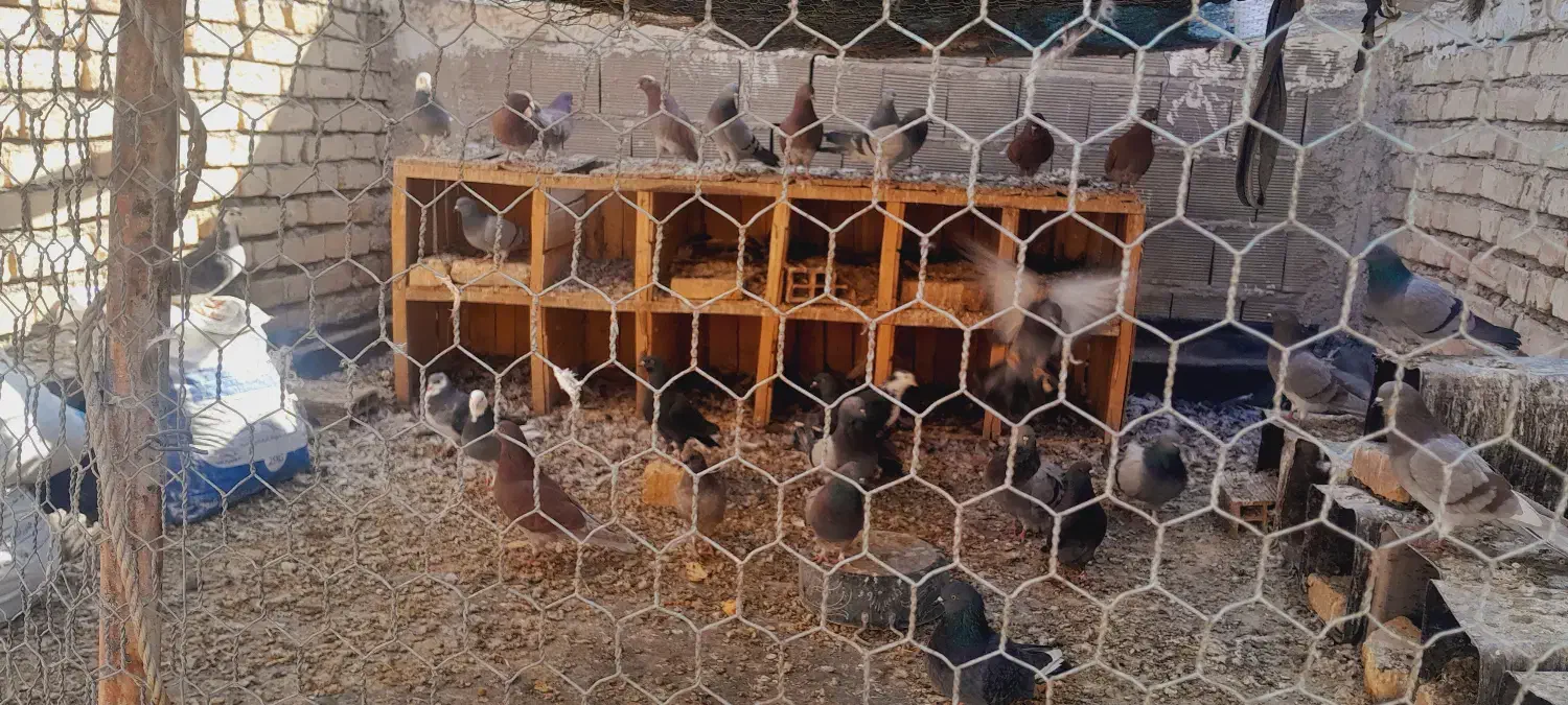 فروش کبوتر|پرنده|پیر بکران, |دیوار