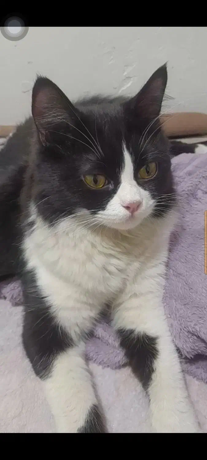 گربه پیدا شده|حیوانات|بهارستان, |دیوار