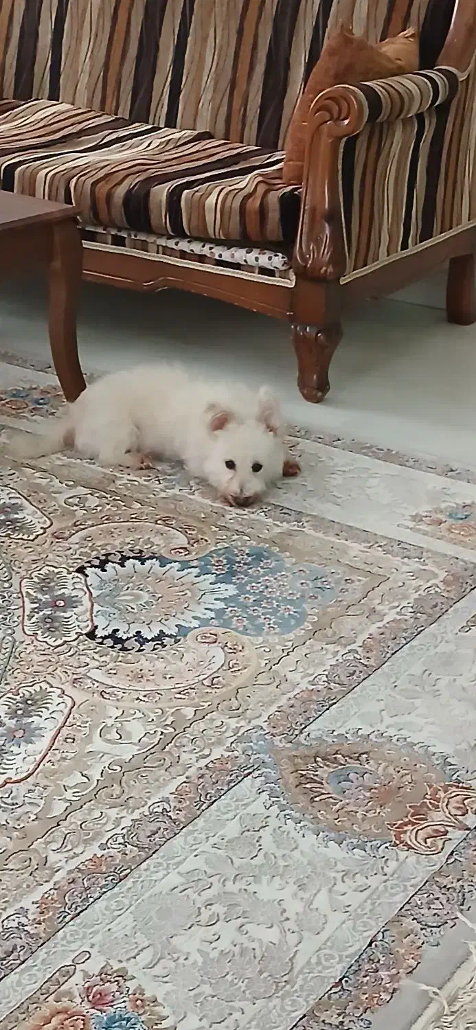 سگ گمشده در رشتیان|حیوانات|رشت, علی آباد|دیوار