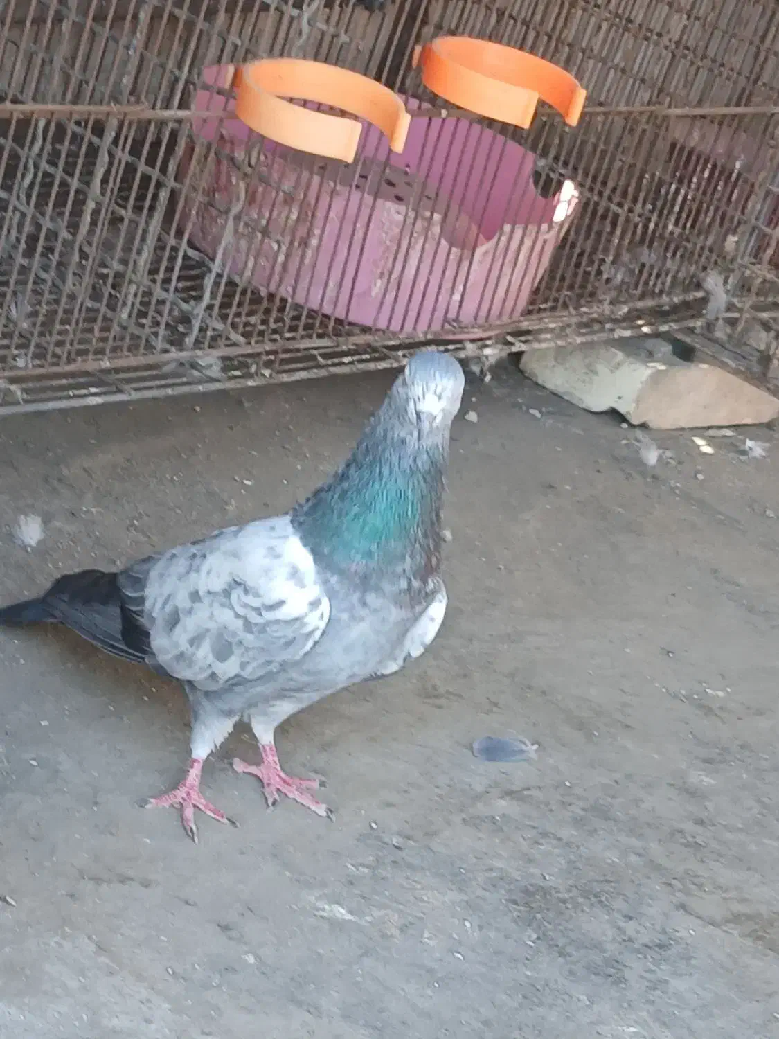 جفت عالی به شرط پرش|پرنده|بندرعباس, |دیوار