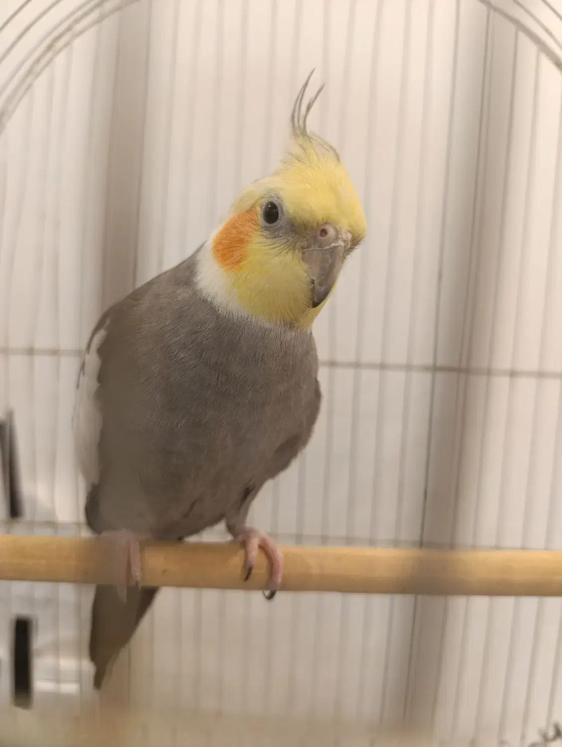 عروس هلندی سخنگو|پرنده|خرمشهر, |دیوار