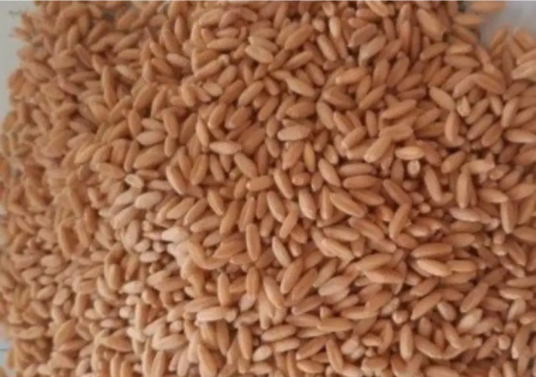 گندم بذری آذر۲|خدمات باغبانی و درختکاری|فیروزآباد (لرستان), |دیوار