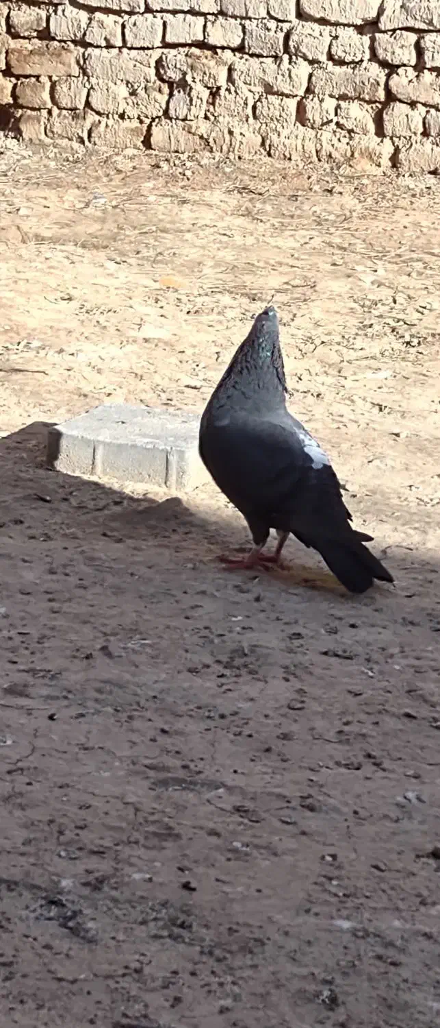 کبوتر|پرنده|اسفراین, |دیوار