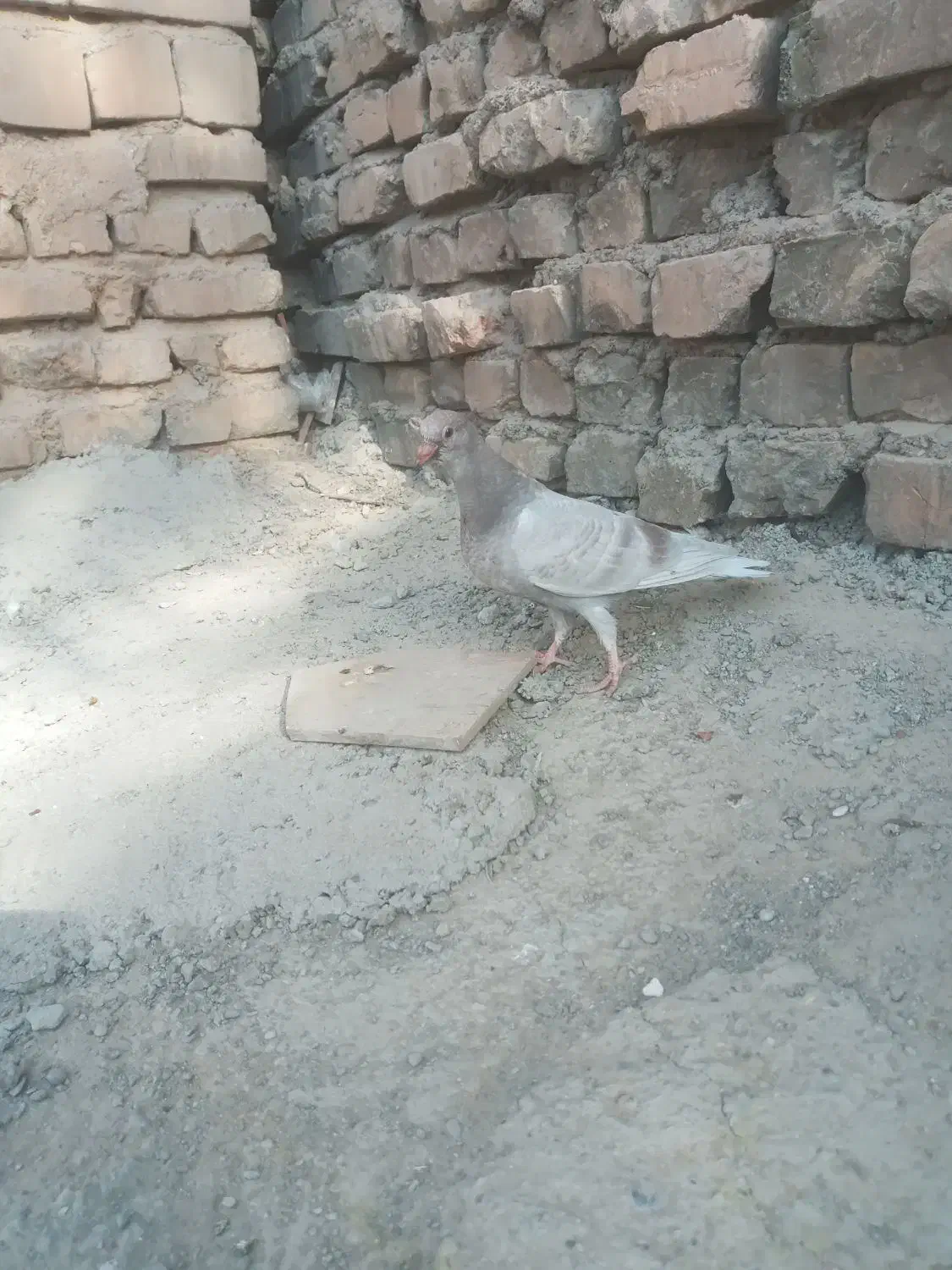 جوجه گوک معامله ای|پرنده|ایرانشهر, |دیوار