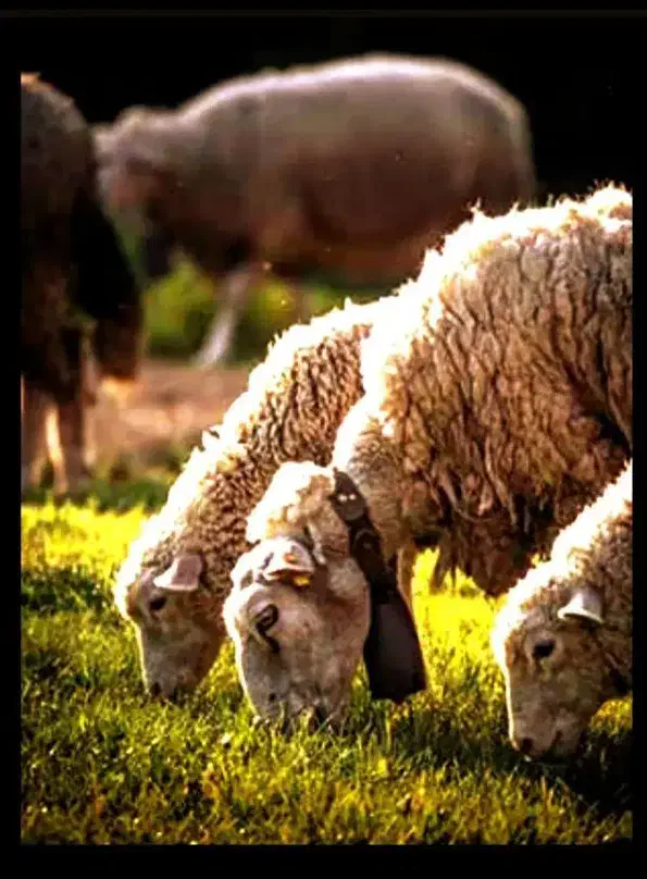 گوسفند زنده بره نرینه وماده زیر فی تمام شهر|حیوانات مزرعه|مشهد, آبکوه|دیوار