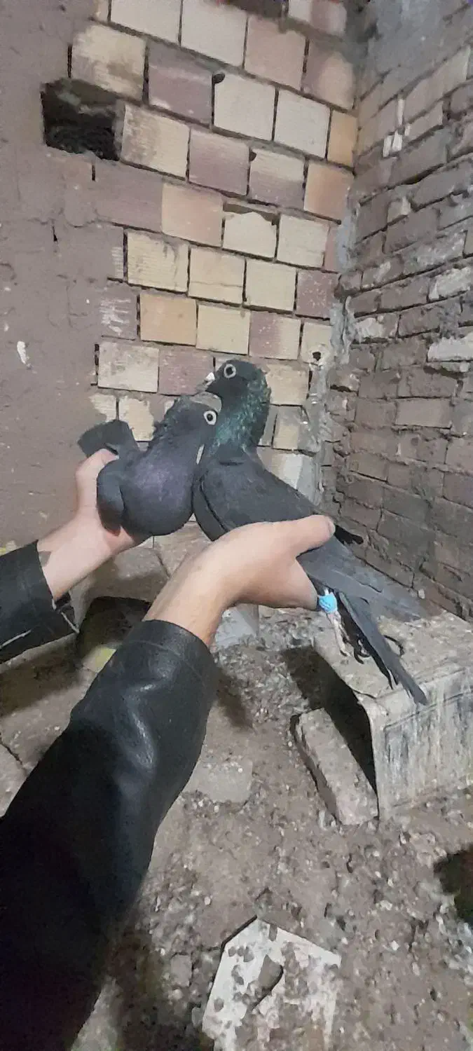 یه جفت کفتر زاغ‌کلاغ‌ خطری|پرنده|زرند, |دیوار