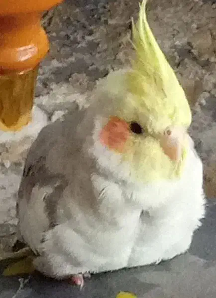 عروس هلندی سخنگو|پرنده|دورود, |دیوار