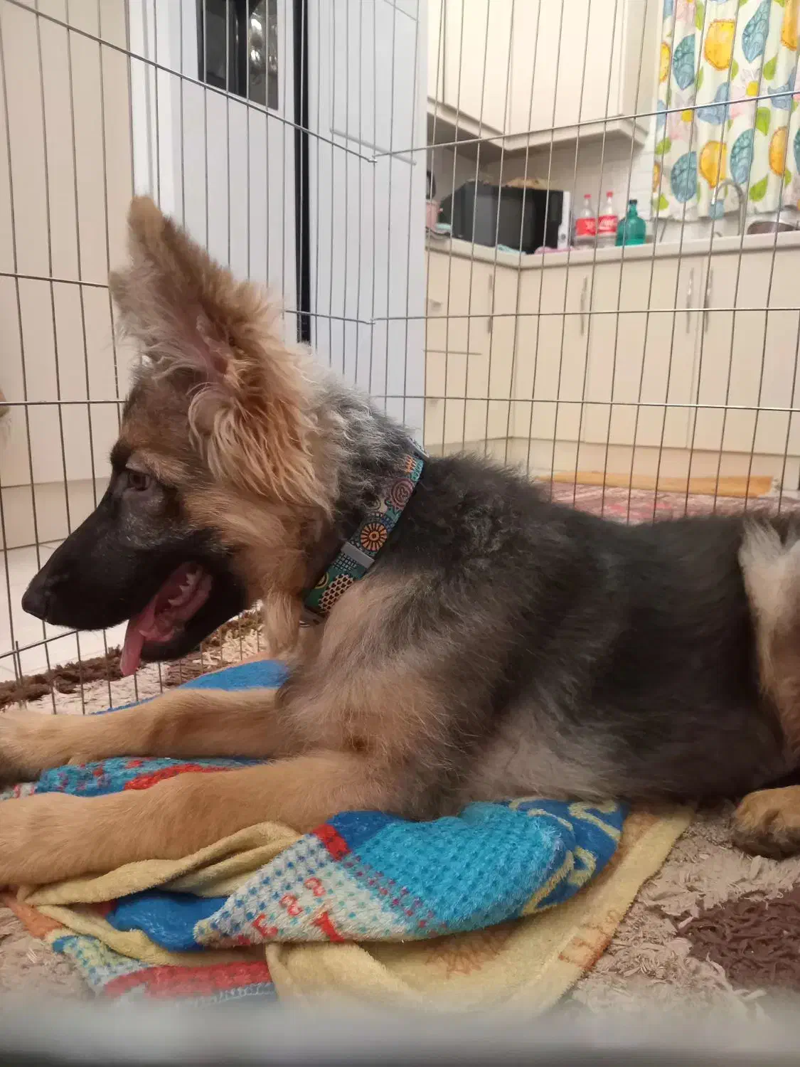 سگ ژرمن شپر|سگ|تهران, جوانمردان (اندیشه)|دیوار