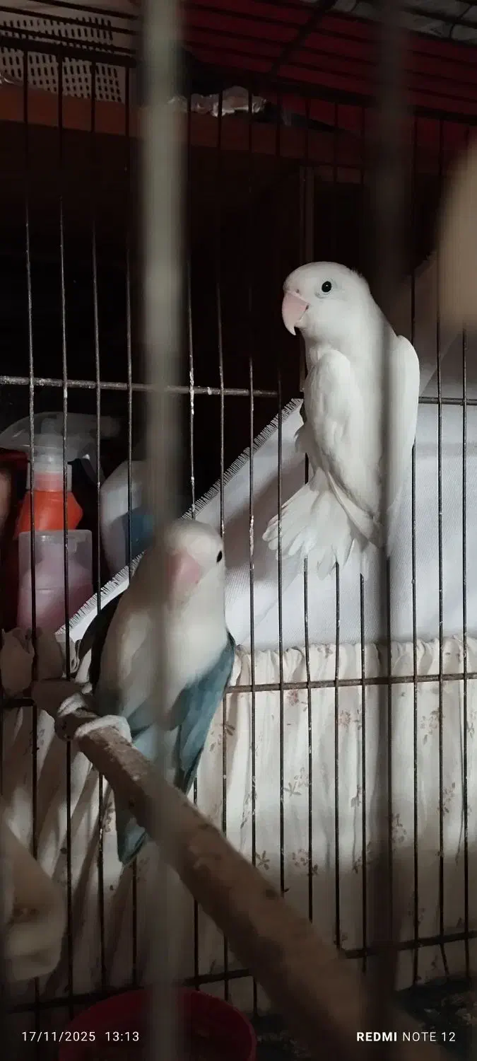 کوتوله مولد|پرنده|قم, کلهری|دیوار