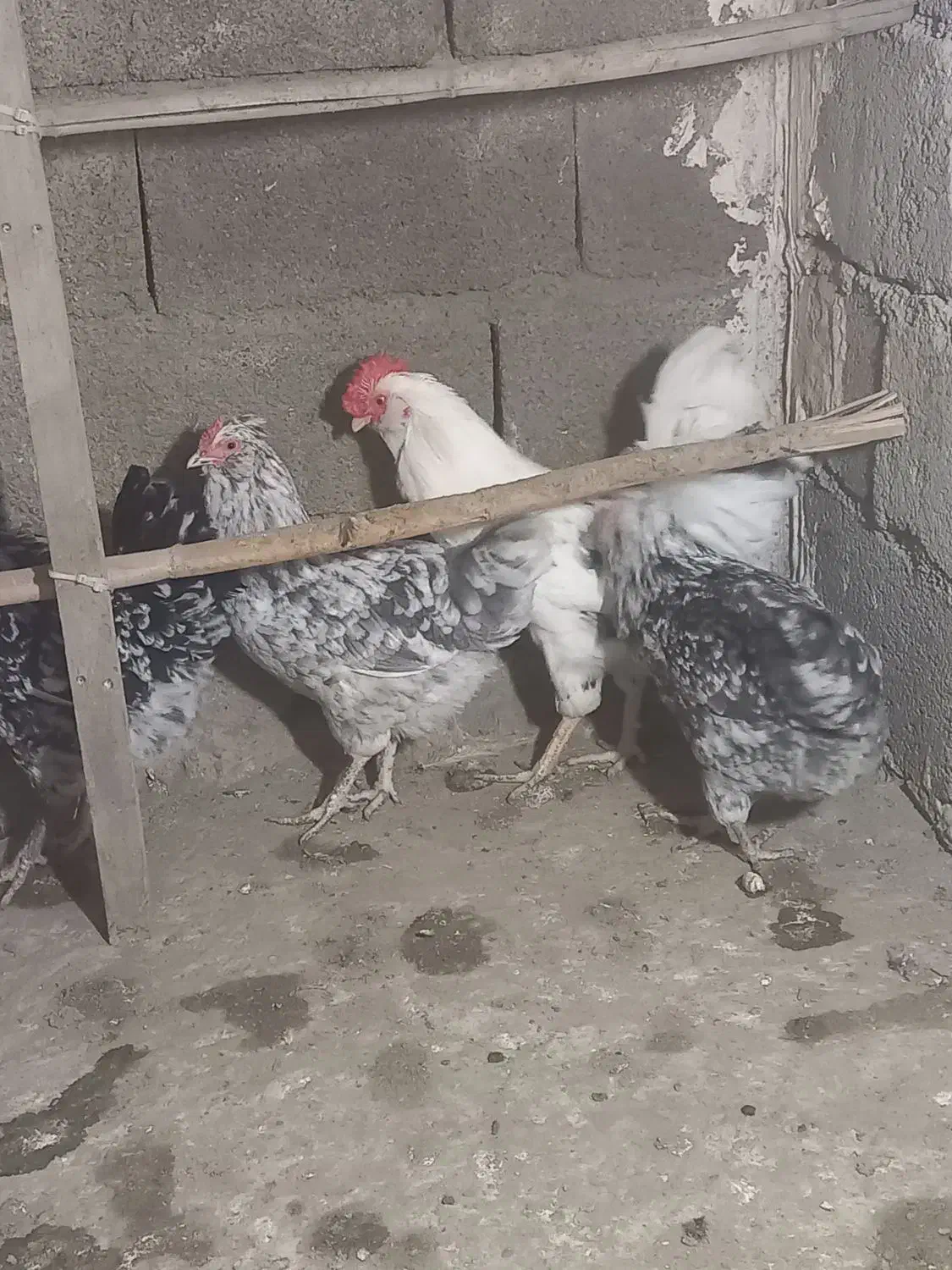 فروش جوجه گلین|حیوانات مزرعه|هشتگرد, سعید آباد|دیوار