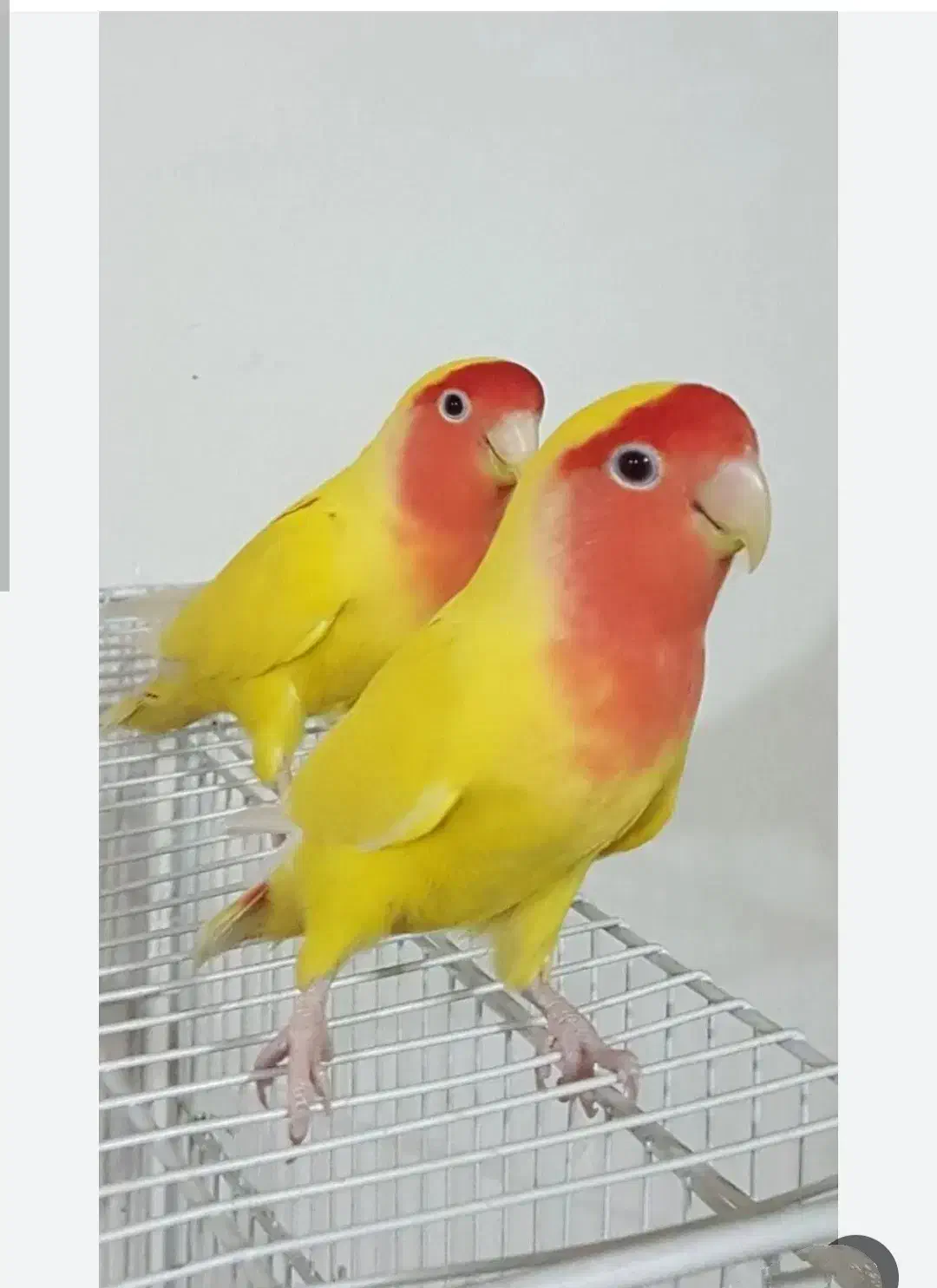 طوطی برزیلی|پرنده|فردیس, فردیس|دیوار