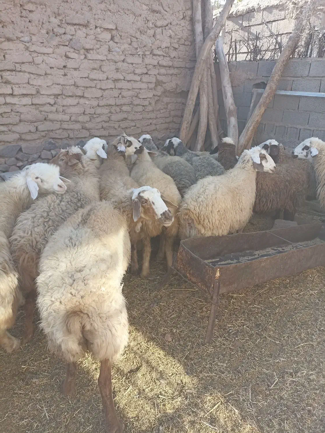 تعداد 18رس میش آبستن اکسرن مایه کردن|حیوانات مزرعه|جوین, |دیوار