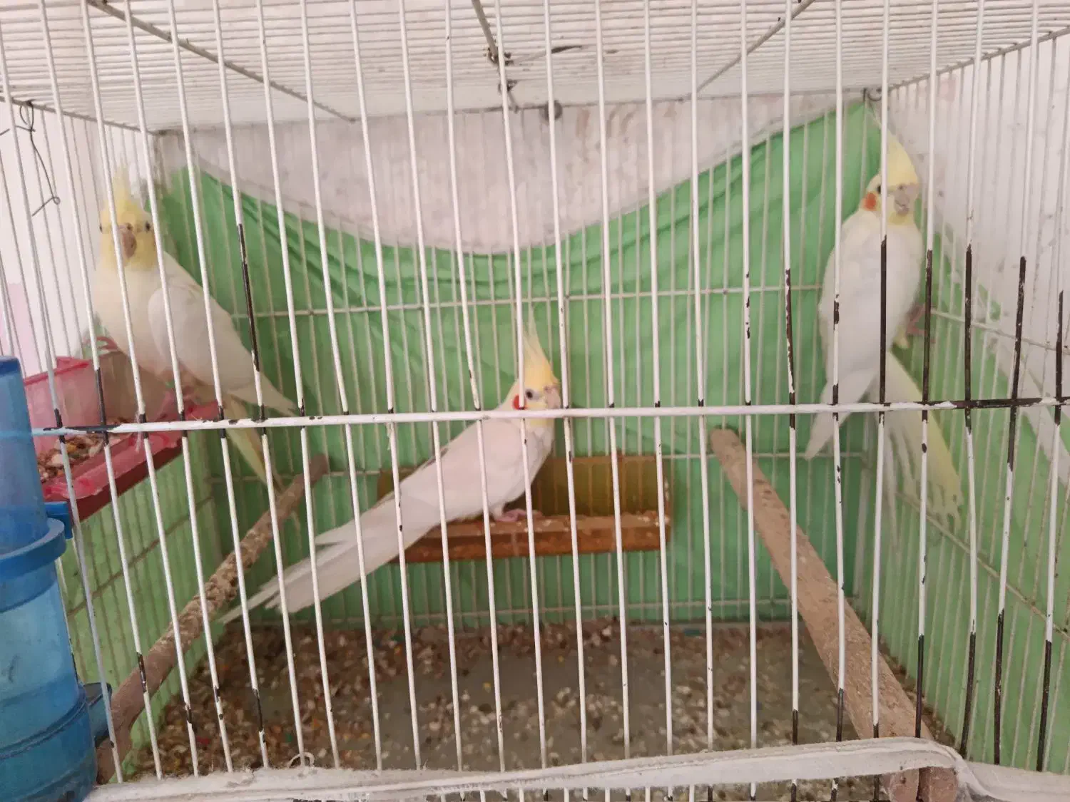 عروس|پرنده|مشهد, کلاته برفی|دیوار