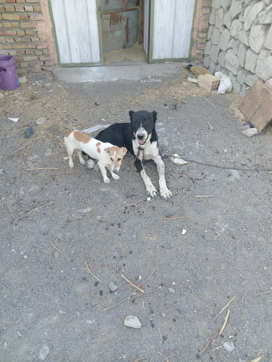 گمشده|حیوانات|شیراز, حومه شیراز|دیوار