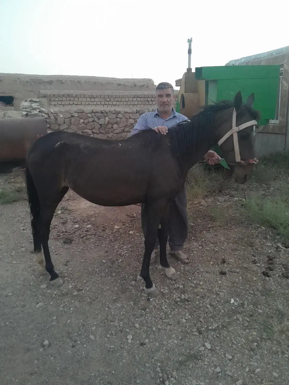 فروش اسب بعلت نداشتن جا ومعاوضه با گوسفند وموتور|اسب و تجهیزات اسب‌سواری|سرولایت, |دیوار