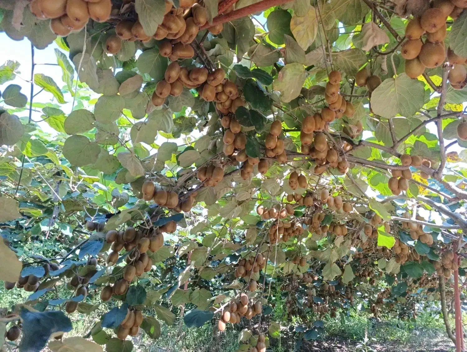 ویلا باغ ۵۵۰۰متر / ۴۰۰نهال کیوی پر محصول هایوارد|فروش خانه و ویلا|لیسار, |دیوار