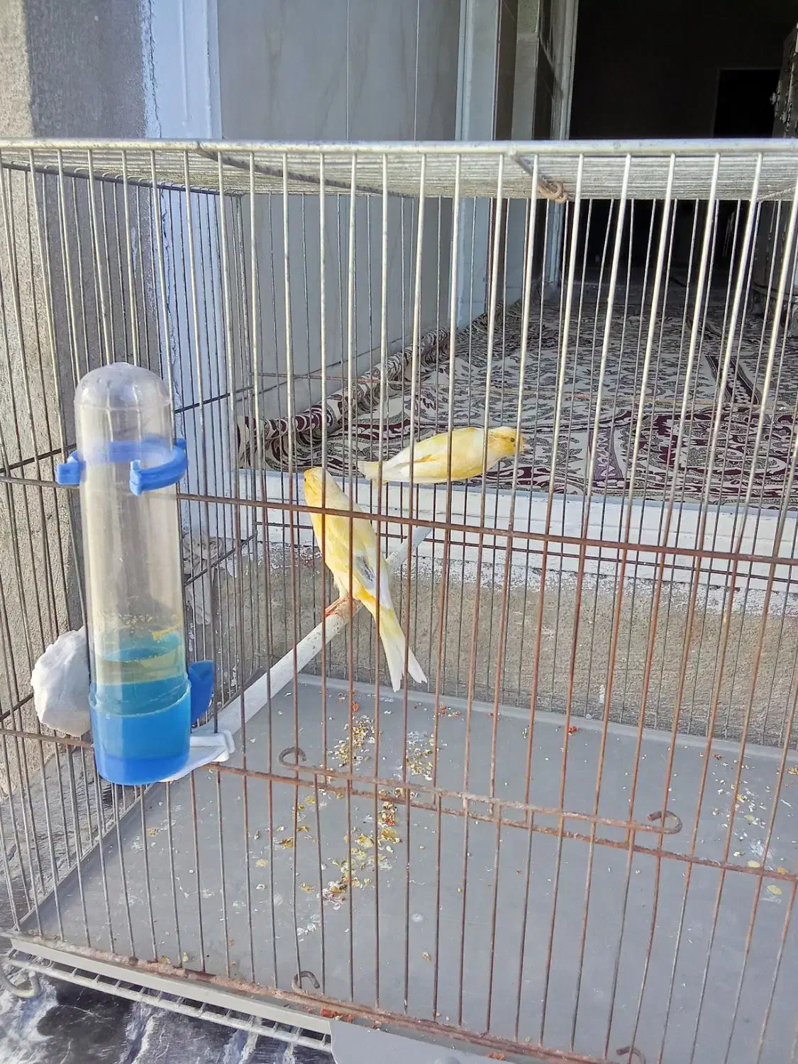 سلام عشق بازان قناری|پرنده|ایلام, |دیوار