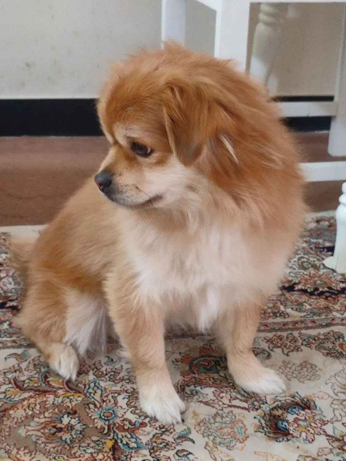 واگذاری|سگ|شاهین‌شهر, شهرک پردیس|دیوار