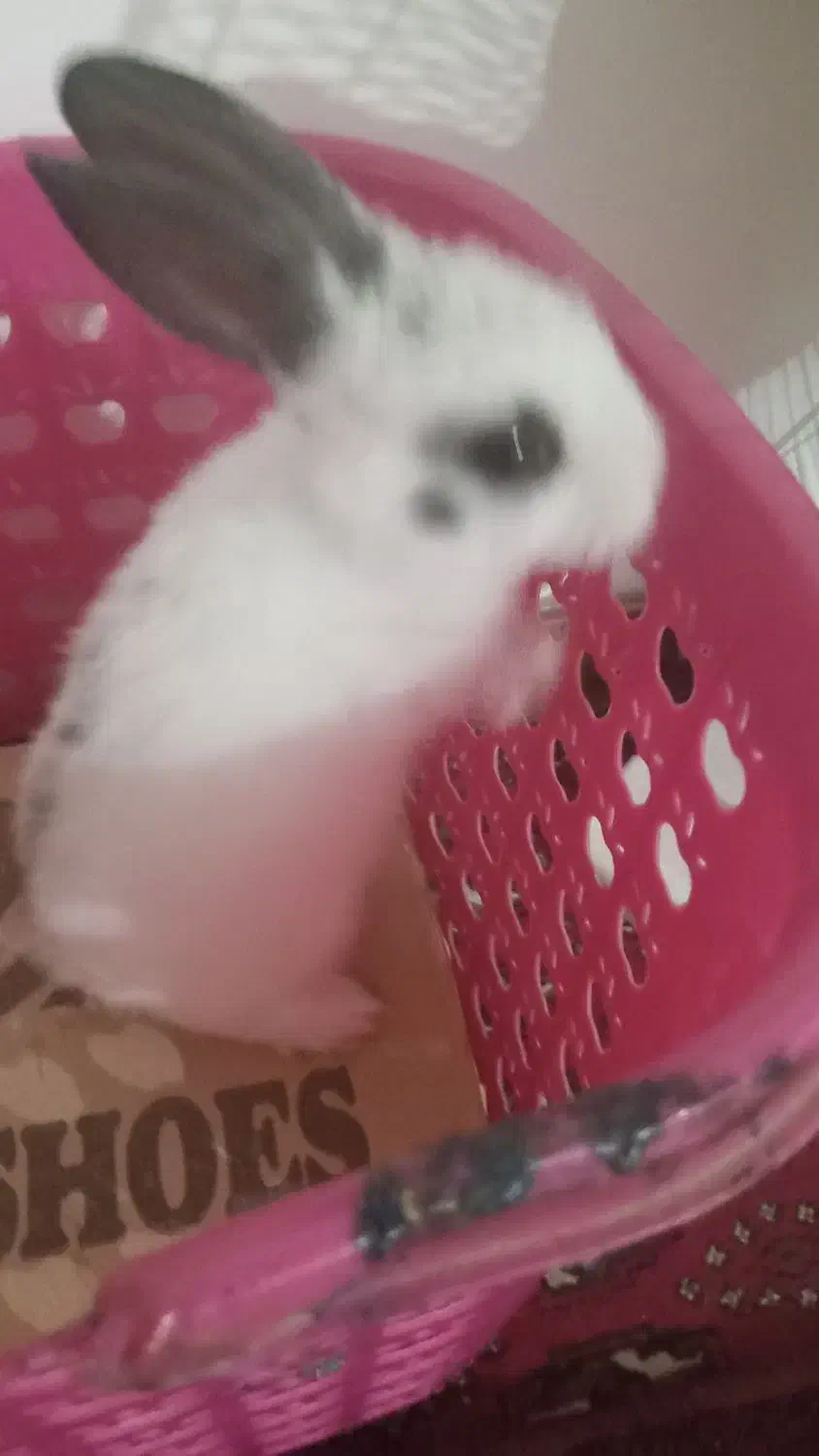 خرگوش|موش و خرگوش|آزادشهر, |دیوار