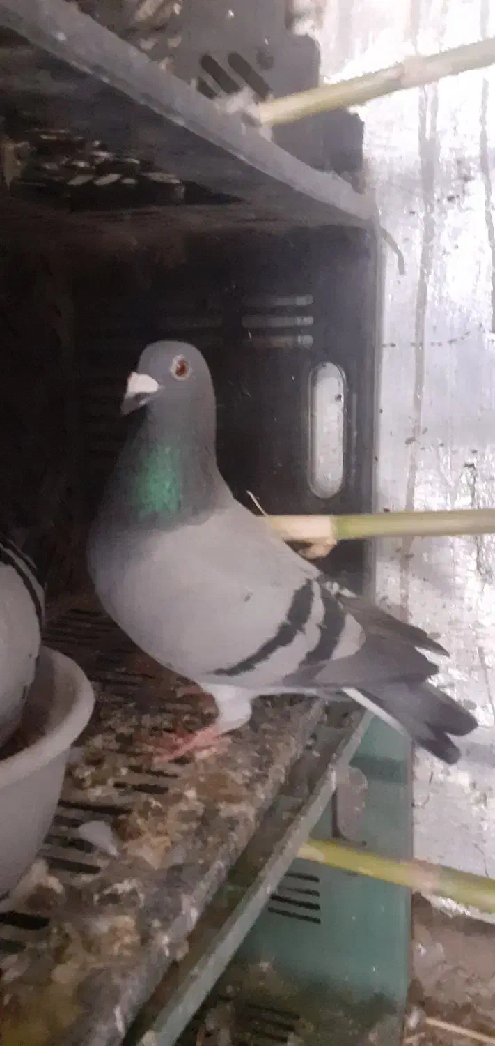 کبوتر پلاکی|پرنده|خان ببین, |دیوار